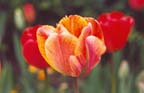 Spring tulip greeting cards from Miriam Grebe