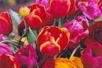 Spring tulip greeting cards from Miriam Grebe