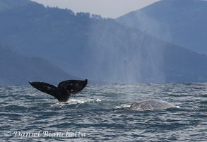 Sign up for a gray whale watching trip