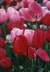 Spring Tulip greeting card collection