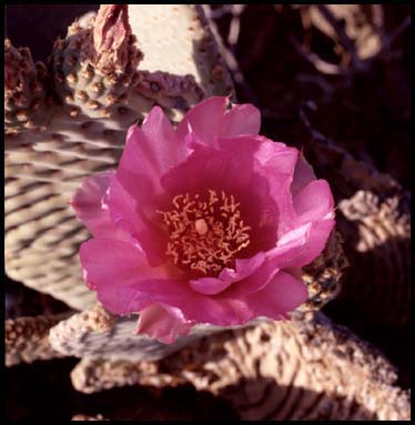 Cactus Flower (31K)