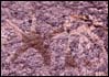Thumbnail of petroglyph