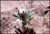 thumbnail of desert flower