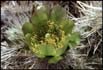 thumbnail of cactus flowers