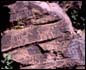 Thumbnail of petroglyph