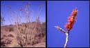 thumbnail of ocotillo