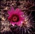 thumbnail of cactus flower