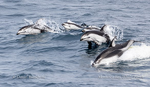 Sign up for a gray whale watching trip and you might see Pacific White-sided Dolphins