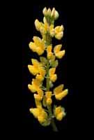 Yellow lupine